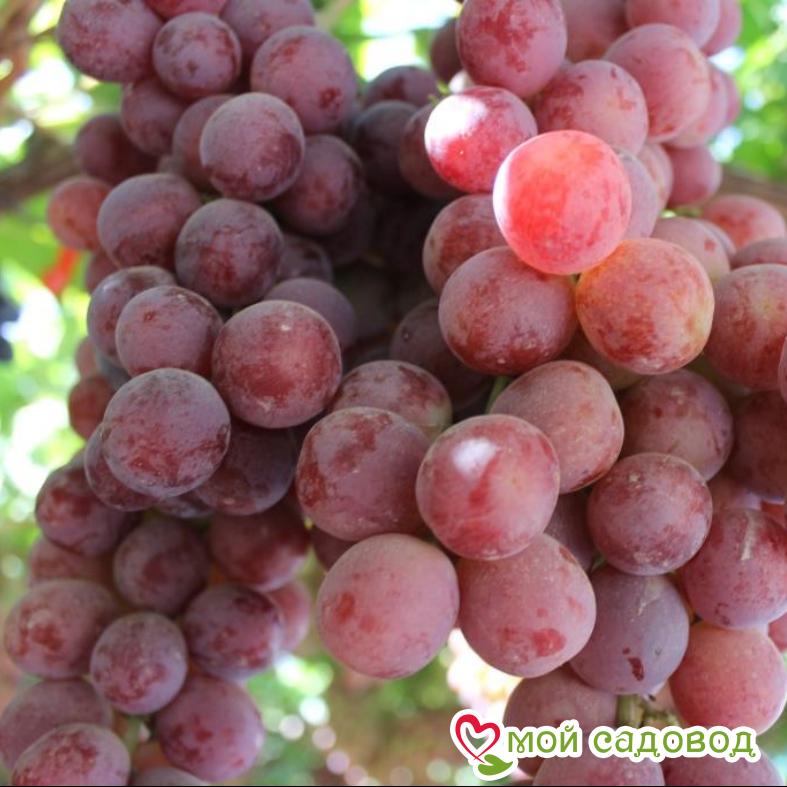 Виноград Фаэтон
