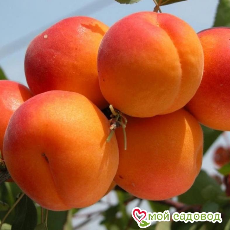 Абрикос Триумф северный