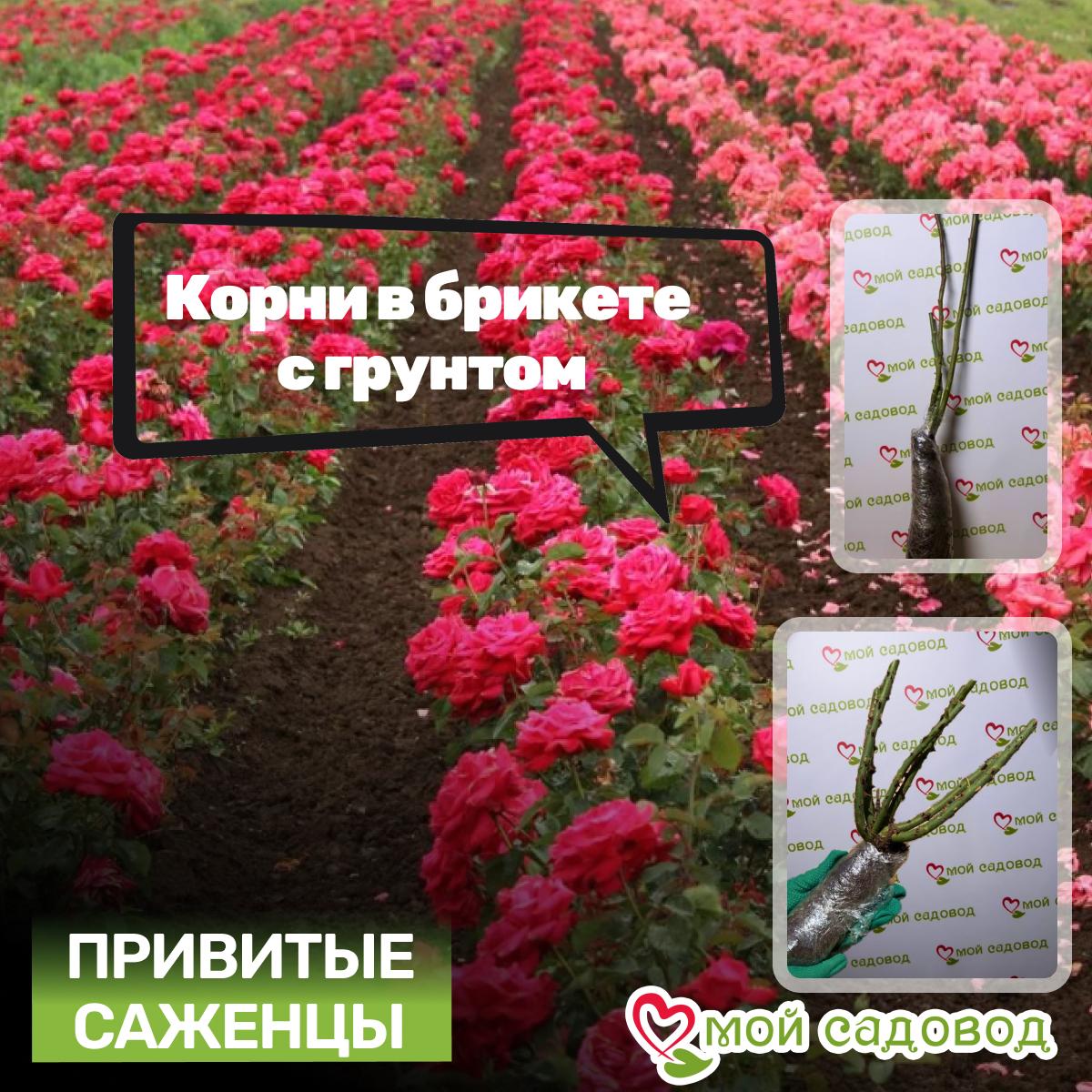 Роза Спрей белый