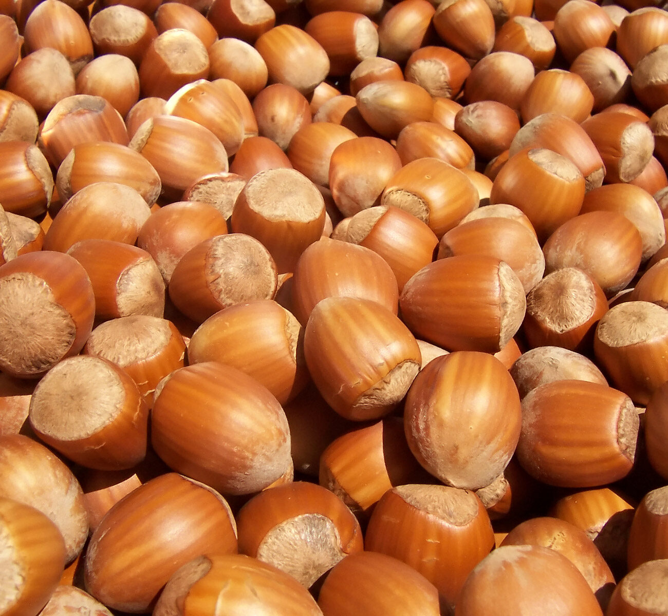 Фундук Московский ранний (ранний срок созревания)